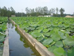 藕池防滲專用膜